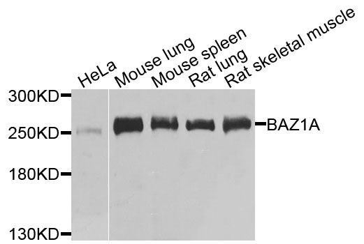 Western blot - BAZ1A antibody (144-09866)