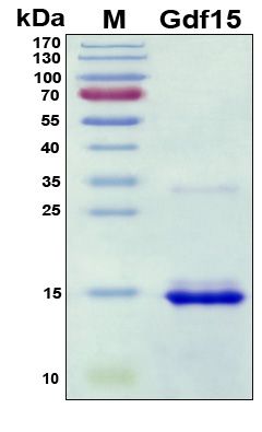 SDS-PAGE