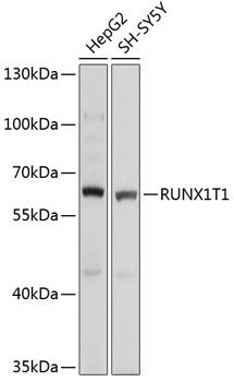 Western blot