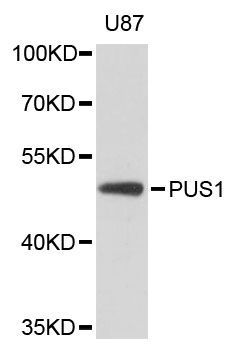 Western blot - PUS1 antibody (144-61460)