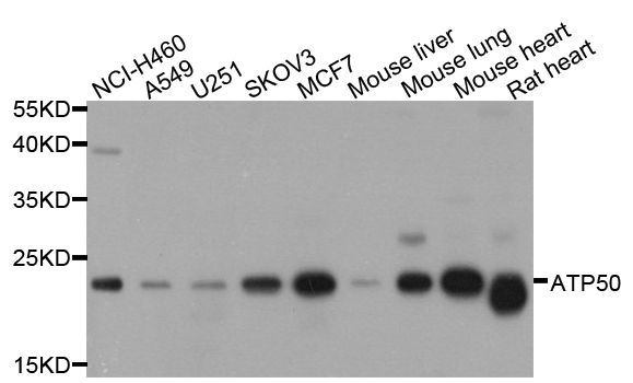 Western blot - ATP5O Polyclonal Antibody (144-08103)