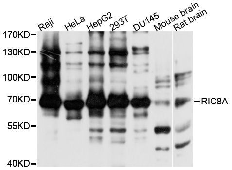 Western blot - RIC8A Polyclonal Antibody (144-10393)