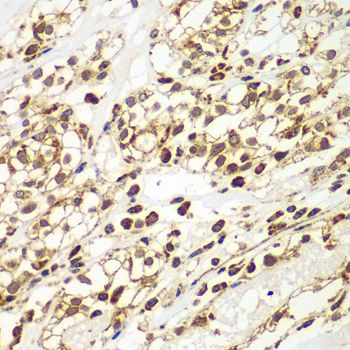 Immunohistochemistry - SMAD9 antibody (144-07518)