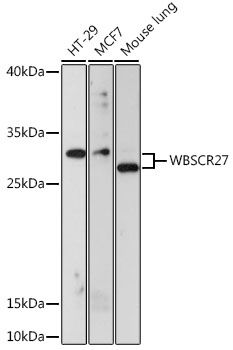 Western blot