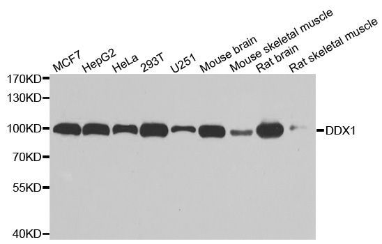 Western blot - DDX1 Polyclonal Antibody (144-06575)