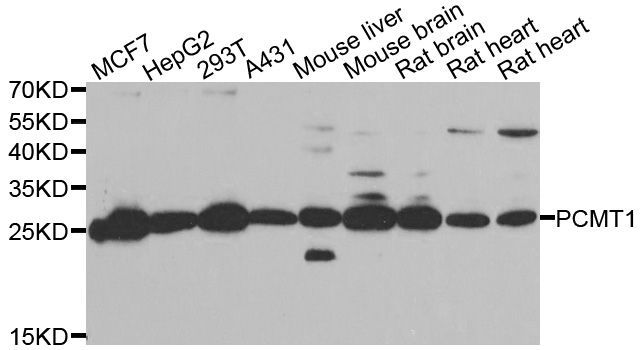 Western blot - PCMT1 antibody (144-06684)
