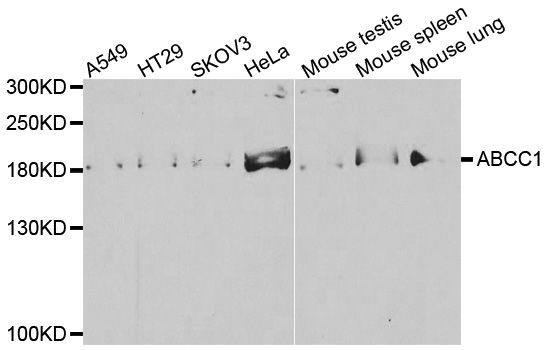Western blot - ABCC1 Polyclonal Antibody (144-03027)