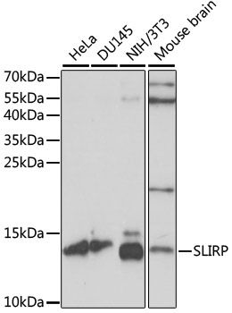 Western blot - SLIRP antibody (144-61094)