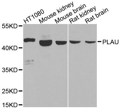 Western blot - PLAU antibody (144-02181)