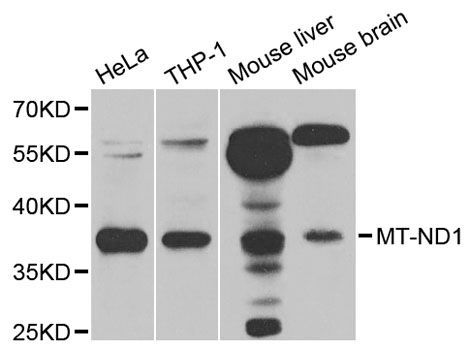 Western blot - MT-ND1 Polyclonal Antibody (144-05250)
