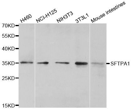 Western blot - SFTPA1 Polyclonal Antibody (144-03133)