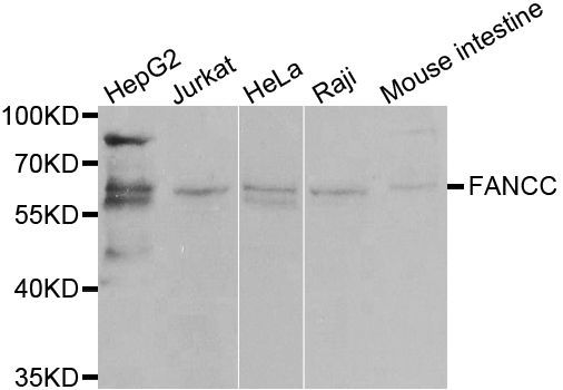 Western blot - FANCC antibody (144-01812)