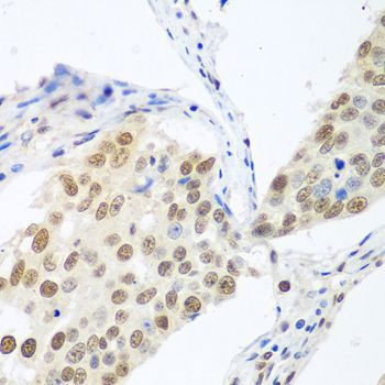 Immunohistochemistry - BCAS2 Polyclonal Antibody (144-04398)