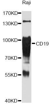 Western blot - CD19 Antibody (144-02577)