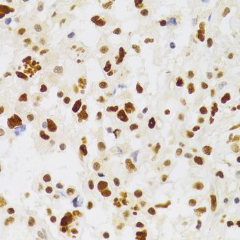 Immunohistochemistry - NASP Antibody (144-06938)