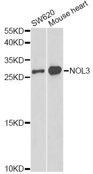 Western blot - NOL3 antibody (144-60576)