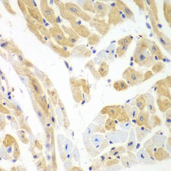 Immunohistochemistry - PCBP2 antibody (144-02531)