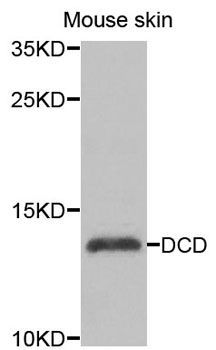 Western blot - DCD antibody (144-07280)