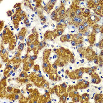 Immunohistochemistry - SMAD9 antibody (144-07518)
