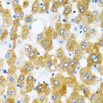Immunohistochemistry - GABARAP antibody (144-12568)