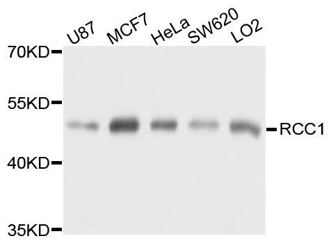 Western blot - RCC1 Polyclonal Antibody (144-06350)