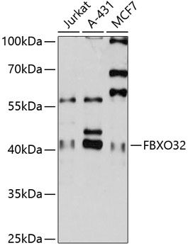 Western blot