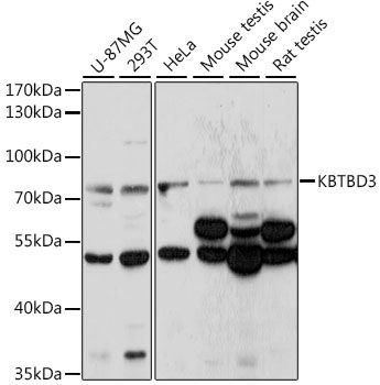 Western blot
