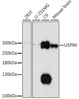 Western blot