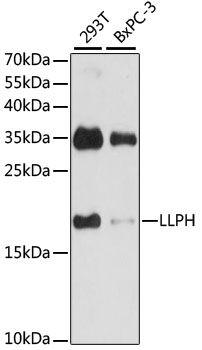 Western blot - LLPH antibody (144-61099)