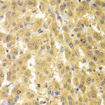 Immunohistochemistry - GMNN antibody (144-05316)