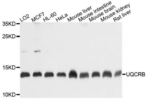 Western blot - UQCRB antibody (144-01273)