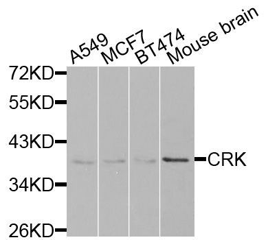 Western blot - CRK antibody (144-01604)