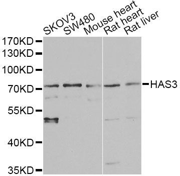 Western blot - HAS3 antibody (144-60361)