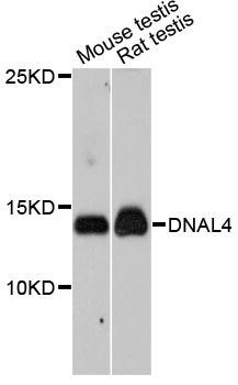 Western blot - DNAL4 antibody (144-012208)
