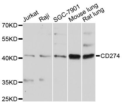 Western blot - CD274 Polyclonal Antibody (144-01645)