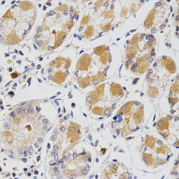 Immunohistochemistry - GLRX Antibody (144-05315)