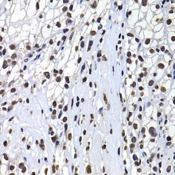 Immunohistochemistry - H2AFY Polyclonal Antibody (144-07045)