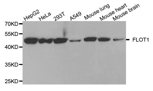 Western blot - FLOT1 Polyclonal Antibody (144-06220)
