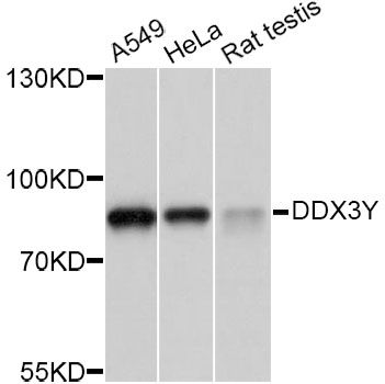 Western blot - DDX3Y Polyclonal Antibody (144-60803)