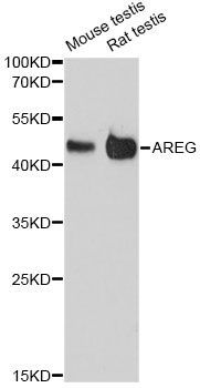 Western blot - AREG antibody (144-60089)