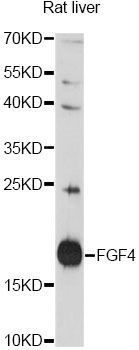 Western blot - FGF4 antibody (144-60768)