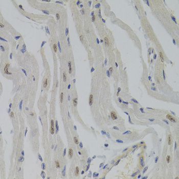Immunohistochemistry - NASP Antibody (144-06938)
