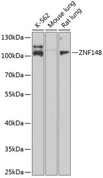 Western blot