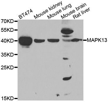 Western blot - MAPK13 Polyclonal Antibody (144-07496)