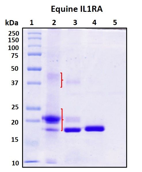 SDS-PAGE