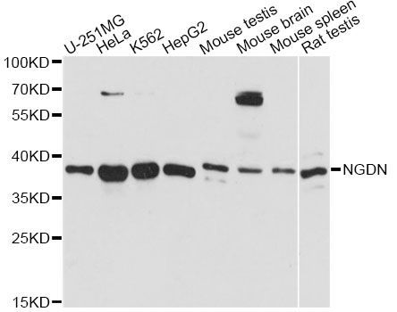 Western blot - NGDN Polyclonal Antibody (144-60702)
