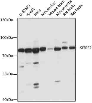 Western blot