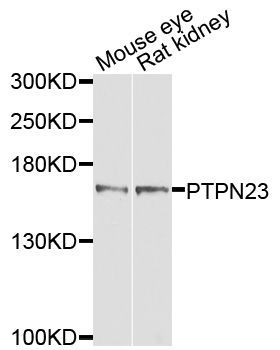 Western blot - PTPN23 antibody (144-04595)