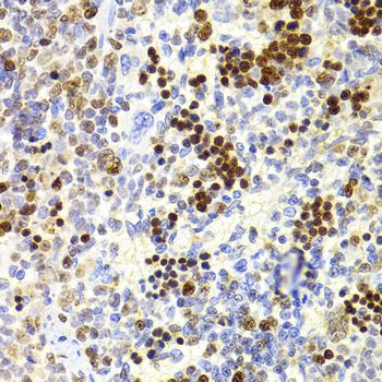Immunohistochemistry - NASP Antibody (144-06938)
