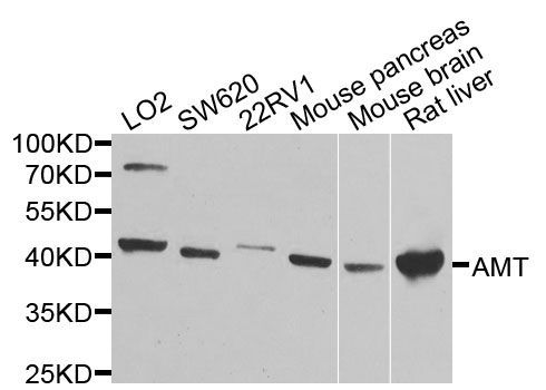 Western blot - AMT antibody (144-09926)